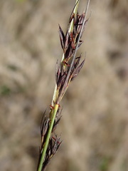 Schoenus cuspidatus