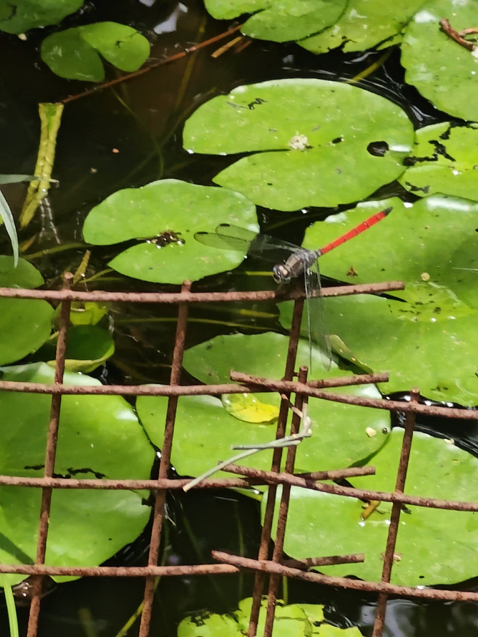 Asiatic Bloodtail