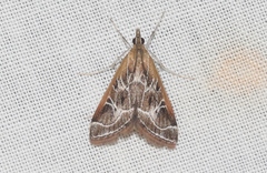 Pyrausta nexalis