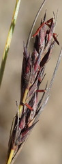 Schoenus cuspidatus