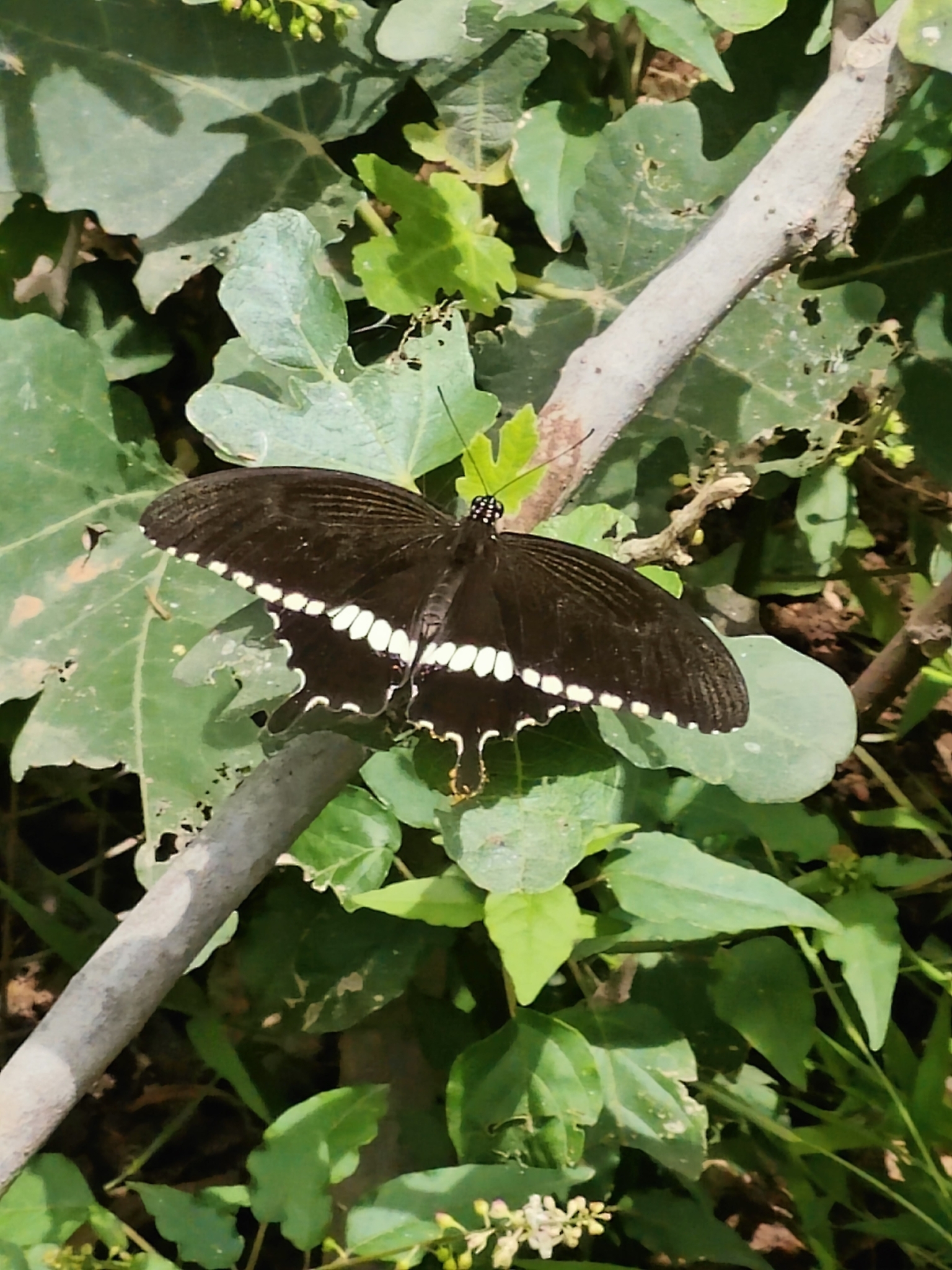 Common Mormon