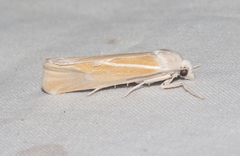 Pelochrista caniceps