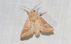 Amphipoea lunata