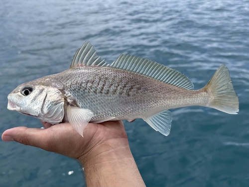 Grootoog-ombervis (Micropogonias megalops) — Sciaenidae