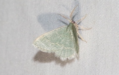 Chlorochlamys appellaria