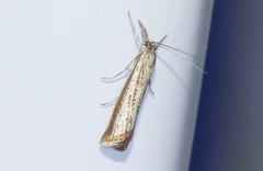 Agriphila costalipartella