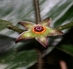 Gonolobus chiapensis