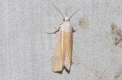 Pelochrista caniceps