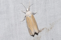 Pelochrista caniceps