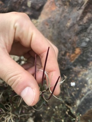 Epilobium alsinifolium