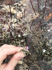 Epilobium alsinifolium