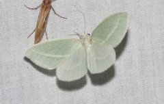 Chlorosea margaretaria