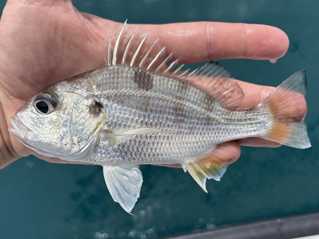 Panama grunt (Pomadasys panamensis) — Haemulidae