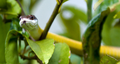 Common Tree Snake sighting