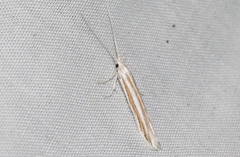 Coleophora bistrigella