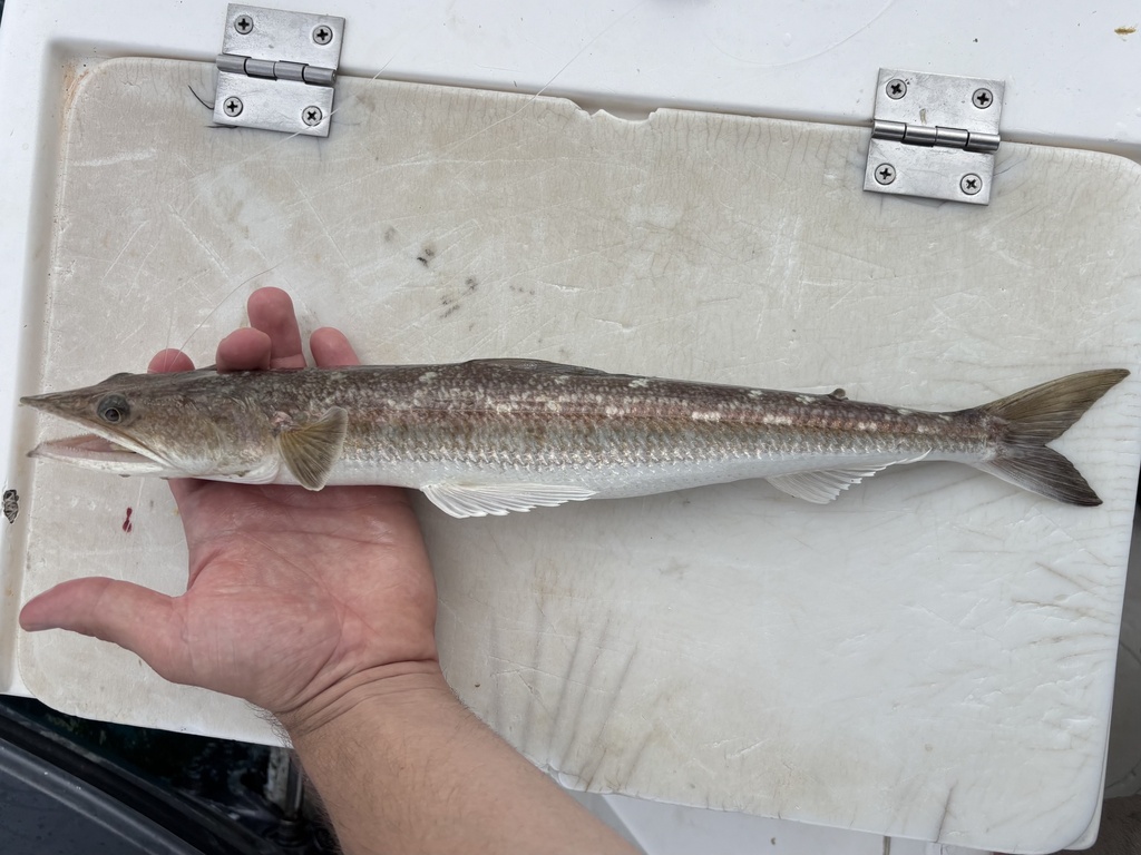 Lance Lizardfish