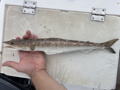 Lance Lizardfish photo 1