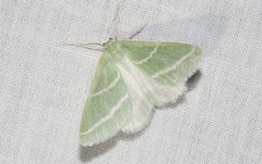 Synchlora bistriaria