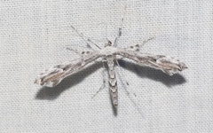 Oidaematophorus grisescens