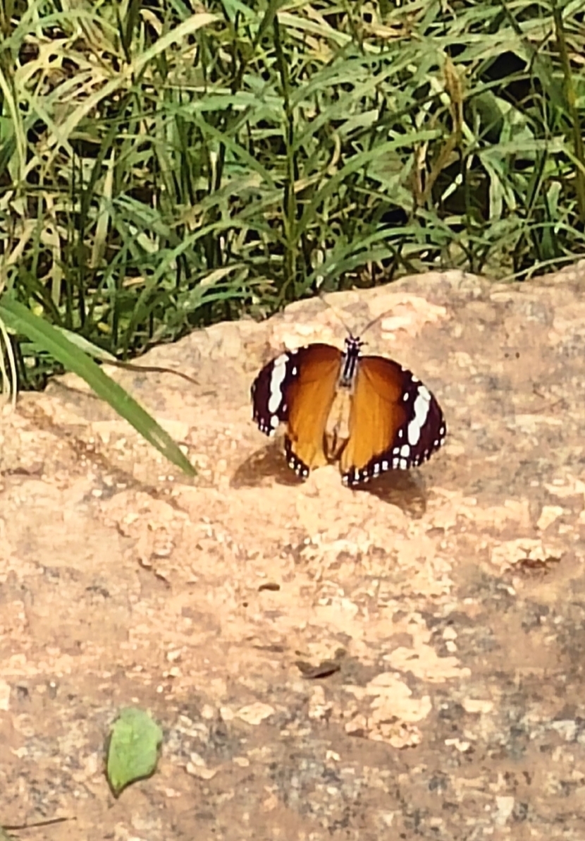 Plain Tiger