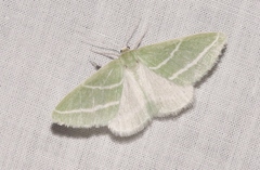Synchlora bistriaria