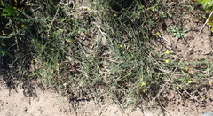 Aspalathus biflora longicarpa