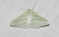 Synchlora bistriaria