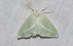 Chlorosea margaretaria