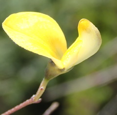 Aspalathus biflora longicarpa
