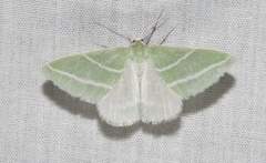 Synchlora bistriaria