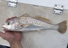 Golden Croaker photo 3