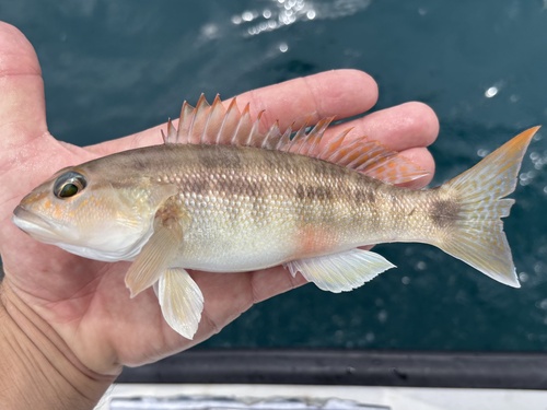 Inshore sand perch (Diplectrum pacificum) — Serranidae — 2