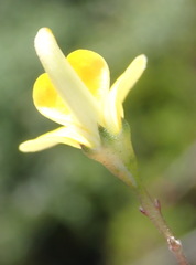 Aspalathus biflora longicarpa