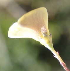 Aspalathus biflora longicarpa