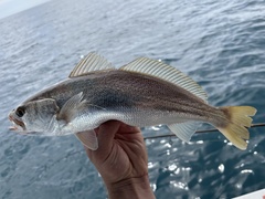 Striped Corvina photo 2
