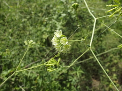 Commicarpus scandens