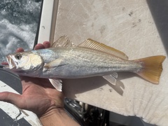 Striped Corvina photo 3