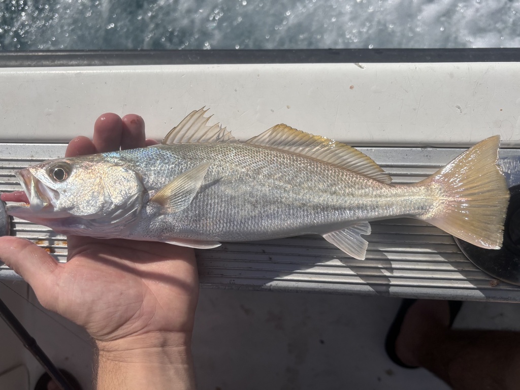 Striped Corvina
