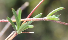 Aspalathus biflora longicarpa