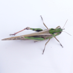 Locusta migratoria