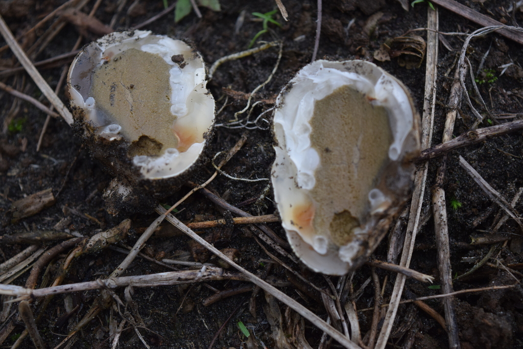 Ileodictyon cibarium · May 2025 · photo: © davidwhyte (iNaturalist, cc-by-sa)