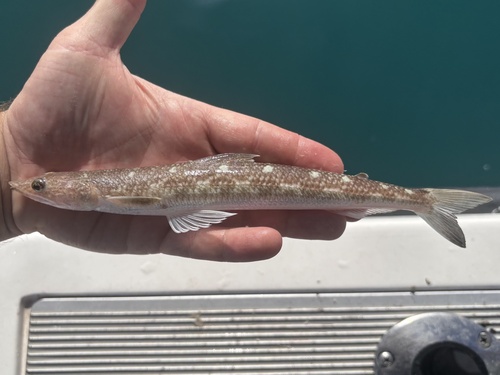 Lance lizardfish (Synodus scituliceps) — Synodontidae — 2