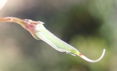 Aspalathus biflora longicarpa