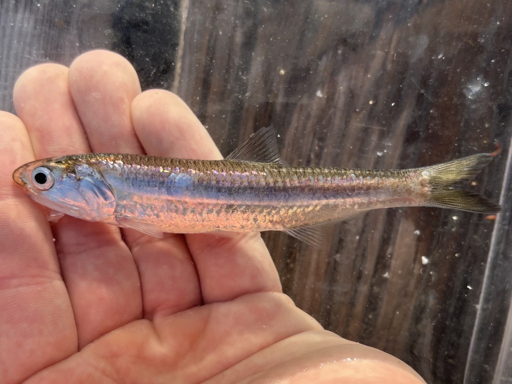 Gulf Anchovy