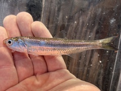 Gulf Anchovy photo 1