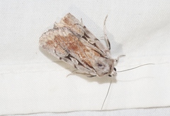 Setagrotis pallidicollis