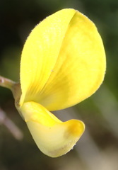 Aspalathus biflora longicarpa