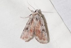 Setagrotis pallidicollis