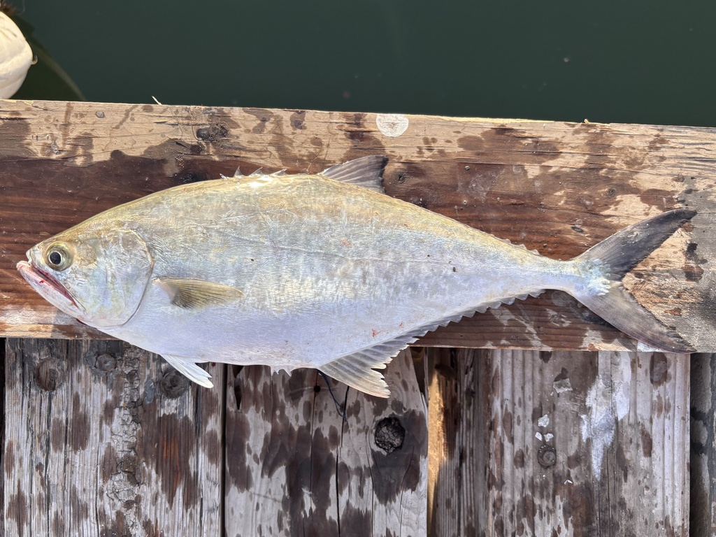 Longjaw Leatherjack