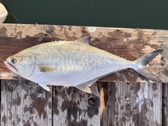 Longjaw Leatherjack photo 1